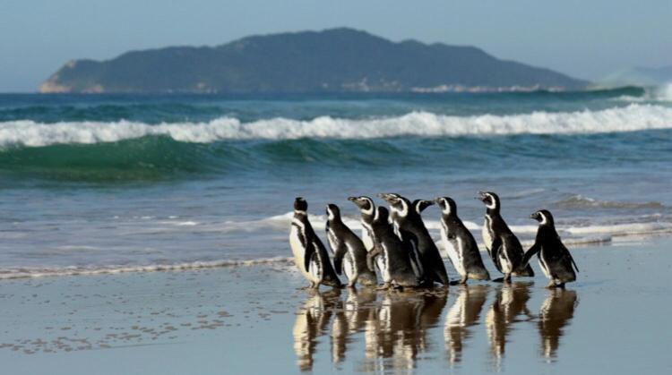 Hostel Mueller Na Praia De Mocambique Florianópolis 외부 사진